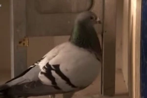 Bồ câu bị bắt giam vì nghi làm gián điệp