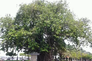 Những ‘cụ’ cây trăm tuổi ở Biên Hòa