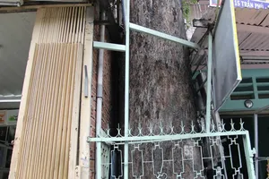 Clip nhà dân 'nuốt chửng' hàng cây dầu cổ thụ ở Sài Gòn