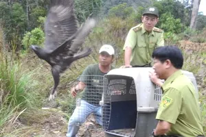 Thả đại bàng, diều trắng quý hiếm về tự nhiên