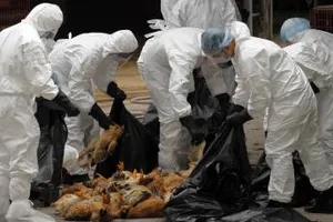 Phát hiện ổ dịch cúm A/H5N6 trên đàn gia cầm