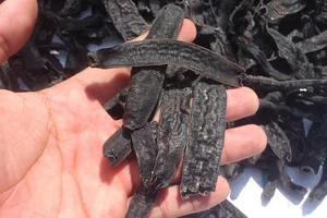 Tiêu hủy 72kg đỉa sấy khô đang trên đường vận chuyển vào Việt Nam