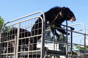 Bêu 'ông gấu' trên đường để quảng cáo gánh xiếc