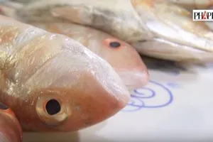 Cách đơn giản để nhận biết cá bị tẩm urê