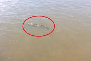 Đang vây bắt cá sấu sổng chuồng bơi trên sông Xoài Rạp