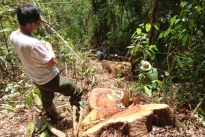 Ra lệnh bắt trùm lâm tặc phá rừng thủy điện Đồng Nai 5