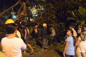 Video: Cây bồ đề đổ sập, 3 anh em thoát chết 