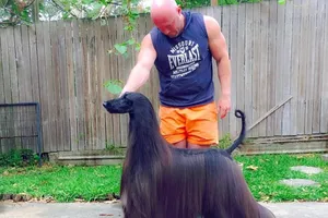 'Siêu mẫu chó' gây sốt với bộ lông dài óng ả