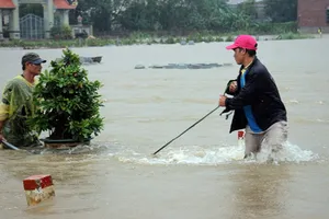 Người dân Bình Định 'vật lộn' trong lũ để cứu mai