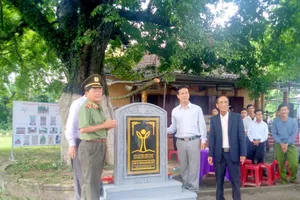 3 cây thị trên 100 năm tuổi được công nhận cây di sản