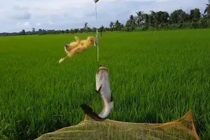 Clip: Những kiểu câu cá độc lạ