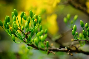 Mẹo hay- Dễ làm: Bí quyết chọn mai đẹp, nở đúng tết