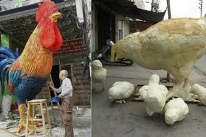 Mô hình gà lạ tại Hải Phòng gây sốt mạng xã hội
