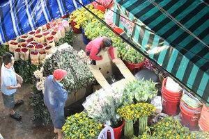 Trước ngày 8-3, chợ hoa Hồ Thị Kỷ có gì hấp dẫn?