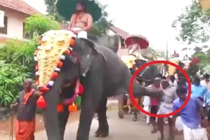 Voi 'tung cước' đá bay người đàn ông đi phía sau