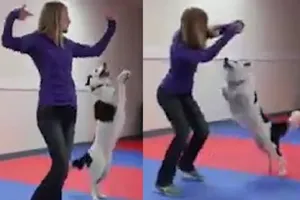 Clip: Chó cưng khiêu vũ điệu nghệ với cô chủ