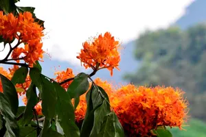 Ngắm hoa vàng anh, 'đặc sản' của rừng Cúc Phương