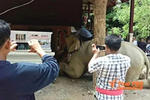 Voi quỳ gối, vĩnh biệt chủ nhân trong quan tài