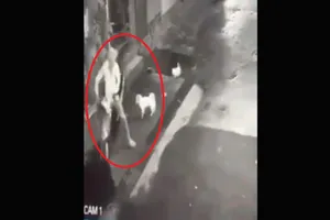 2 chú chó siêu cute, rượt tên trộm chạy té khói