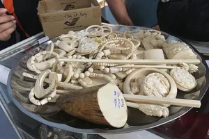 Bắt giữ lô hàng nhẫn, vòng đeo tay làm từ ngà voi