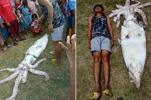 Cận cảnh mực ống khổng lồ, dài 2,4 m, rộng 46 cm