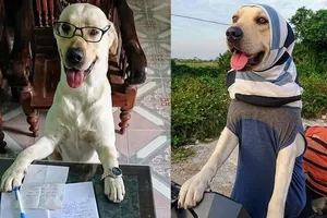 Dân mạng 'phát sốt' với chú chó hiểu được tiếng người