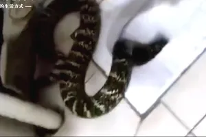 Cô gái hoảng hốt phát hiện rắn chui ra từ bồn cầu