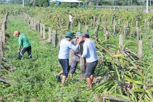 Định hướng phát triển cây thanh long lâu dài