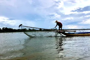 Kiếm bộn tiền từ việc bắt ốc bươu vàng mùa nước nổi