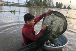 Bắt cá linh mùa nước nổi ở Long An