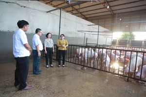 Long An tăng cường kiểm soát giết mổ gia súc, gia cầm