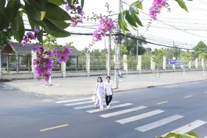 Về xứ dừa ngắm hoa bằng lăng khoe sắc tím