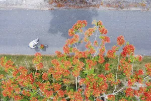 Hoa phượng nơi tìm về ký ức tuổi học trò