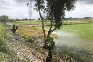 Nam thanh niên chạy xe đạp tự té xuống ruộng tử vong