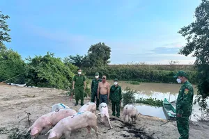 Biên phòng bắt giữ bầy heo nhập lậu