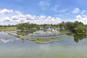 Mô hình trồng rau trên mặt nước độc lạ nhất Long An 