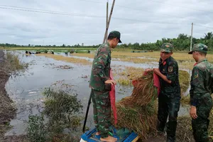Lúa bị ngập úng, Bộ đội giúp dân thu hoạch