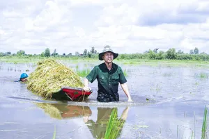 Chủ tịch UBND huyện dầm mình giúp dân thu hoạch lúa bị ngập úng