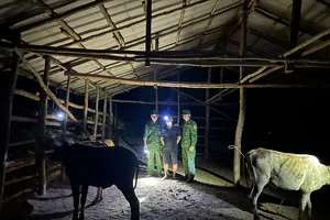 Biên phòng bắt giữ thanh niên đưa 5 con bò nhập lậu từ Campuchia vào Việt Nam