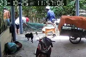 Cảnh giác chiêu trò giả thương lái mua heo không trả tiền, bỏ trốn 