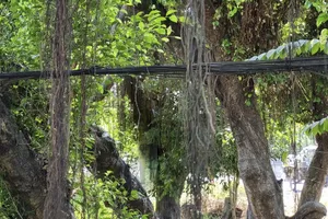 Buồn chuyện gia đình, người đàn ông treo cổ tự tử