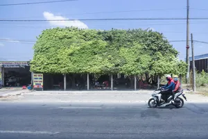 Quán cà phê được trồng trên 30 cây si tạo hình mái nhà xanh mát ở Long An