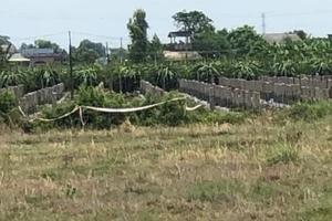 Long An: Phát hiện 1 thi thể ở vườn thanh long