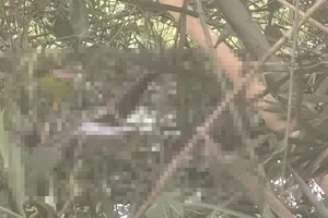 Long An: Phát hiện thi thể người đàn ông nổi dưới kênh