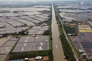 Long An: Kiên quyết xử lý việc đào ao nuôi tôm trên đất lúa 