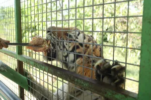 Vườn thú Mỹ Quỳnh vẫn mở cửa đón khách sau vụ hổ chết hàng loạt