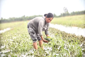 Người dân biên giới Long An rơi vào cảnh trắng tay vì mưa, lũ