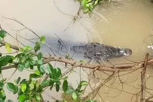 Dân lo sợ khi thấy cá sấu nổi trên sông, chính quyền phát cảnh báo
