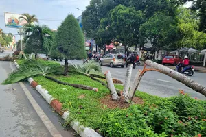 Bốn người bị truy tố vì chặt 9 cây cau kiểng che khuất bảng quảng cáo