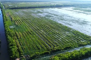 Long An: Trồng được 340.000 cây xanh ở Khu Bảo tồn đất ngập nước Láng Sen